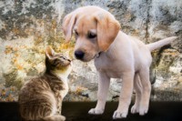 Animal Safety During Christmas