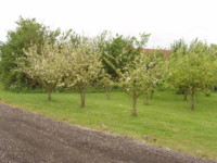 Tree Pruning in the Winter