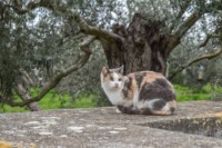 Benefits of Barn Cats